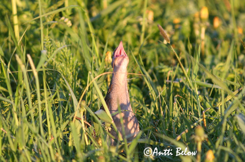 Avainsanat: Guatlla maresa Engsnarre Kwartelkoning Corn Crake Rukkirääk Ruisrääkkä Râle des genêts Wachtelkönig Haris Engirella Åkerrikse Codornizão Crex crex Guión de Codornices Kornknarr