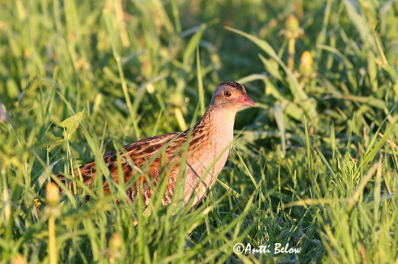 Avainsanat: Guatlla maresa Engsnarre Kwartelkoning Corn Crake Rukkirääk Ruisrääkkä Râle des genêts Wachtelkönig Haris Engirella Åkerrikse Codornizão Crex crex Guión de Codornices Kornknarr