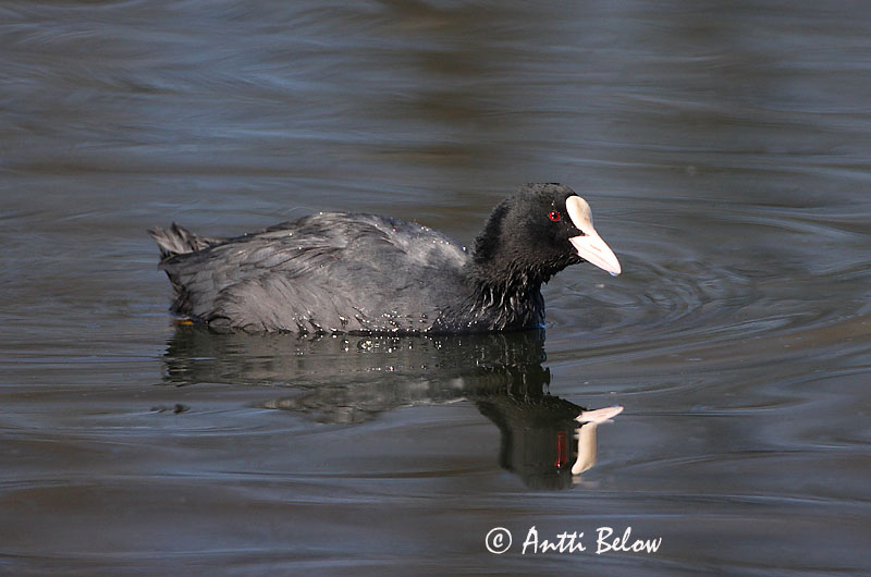 Avainsanat: Fotja Blishøne Meerkoet Eurasian Coot Lauk Nokikana Foulque macroule Bläßhuhn Szárcsa Bleshæna Sothøne Galeirão-comum Fulica atra Focha Común Sothöna