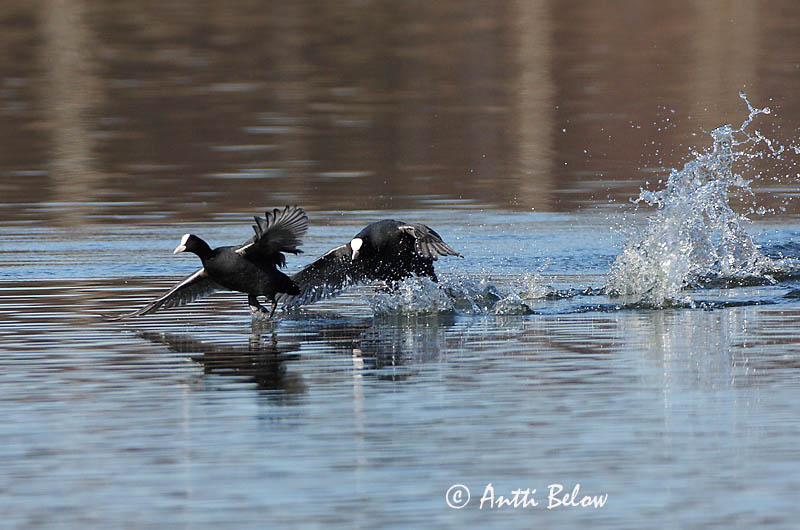 Avainsanat: Fotja Blishøne Meerkoet Eurasian Coot Lauk Nokikana Foulque macroule Bläßhuhn Szárcsa Bleshæna Sothøne Galeirão-comum Fulica atra Focha Común Sothöna