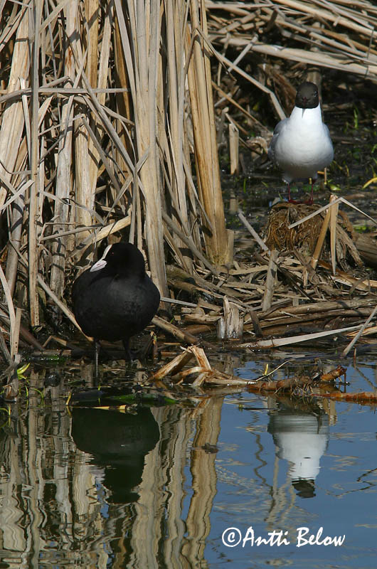Avainsanat: Fotja Blishøne Meerkoet Eurasian Coot Lauk Nokikana Foulque macroule Bläßhuhn Szárcsa Bleshæna Sothøne Galeirão-comum Fulica atra Focha Común Sothöna