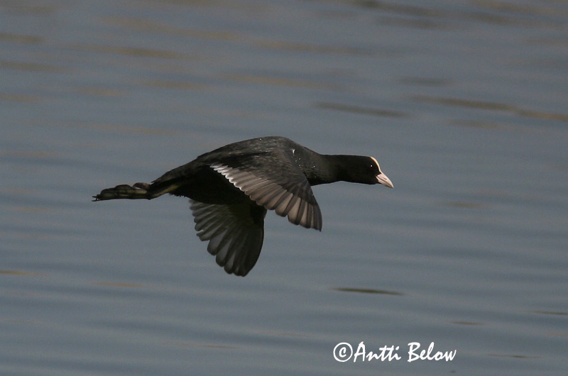 Avainsanat: Fotja Blishøne Meerkoet Eurasian Coot Lauk Nokikana Foulque macroule Bläßhuhn Szárcsa Bleshæna Sothøne Galeirão-comum Fulica atra Focha Común Sothöna
