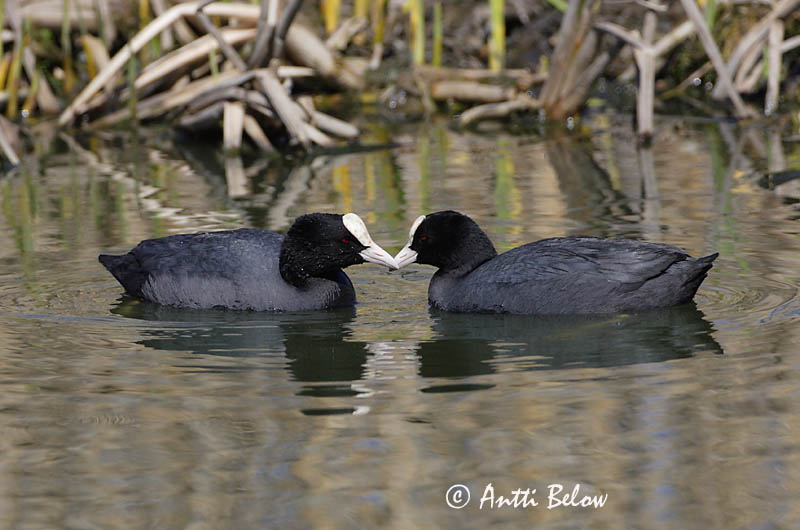 Avainsanat: Fotja Blishøne Meerkoet Eurasian Coot Lauk Nokikana Foulque macroule Bläßhuhn Szárcsa Bleshæna Sothøne Galeirão-comum Fulica atra Focha Común Sothöna