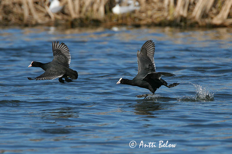 Avainsanat: Fotja Blishøne Meerkoet Eurasian Coot Lauk Nokikana Foulque macroule Bläßhuhn Szárcsa Bleshæna Sothøne Galeirão-comum Fulica atra Focha Común Sothöna