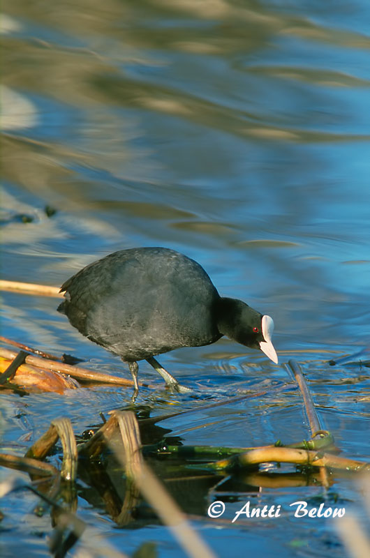 Avainsanat: Fotja Blishøne Meerkoet Eurasian Coot Lauk Nokikana Foulque macroule Bläßhuhn Szárcsa Bleshæna Sothøne Galeirão-comum Fulica atra Focha Común Sothöna