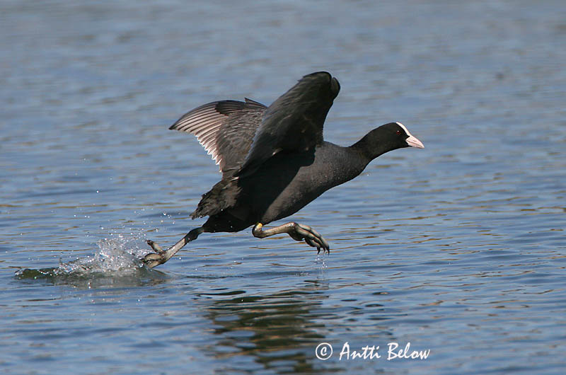 Avainsanat: Fotja Blishøne Meerkoet Eurasian Coot Lauk Nokikana Foulque macroule Bläßhuhn Szárcsa Bleshæna Sothøne Galeirão-comum Fulica atra Focha Común Sothöna