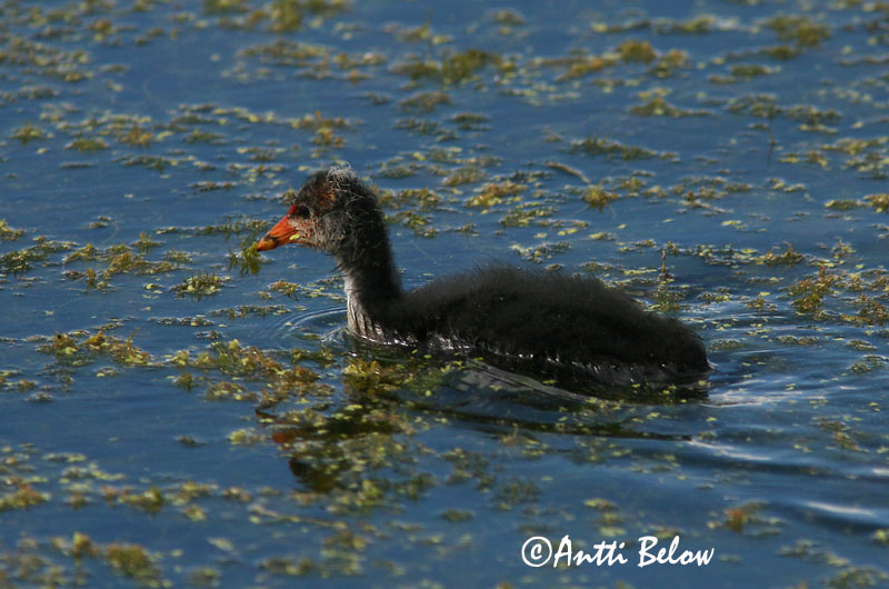 Avainsanat: Fotja Blishøne Meerkoet Eurasian Coot Lauk Nokikana Foulque macroule Bläßhuhn Szárcsa Bleshæna Sothøne Galeirão-comum Fulica atra Focha Común Sothöna