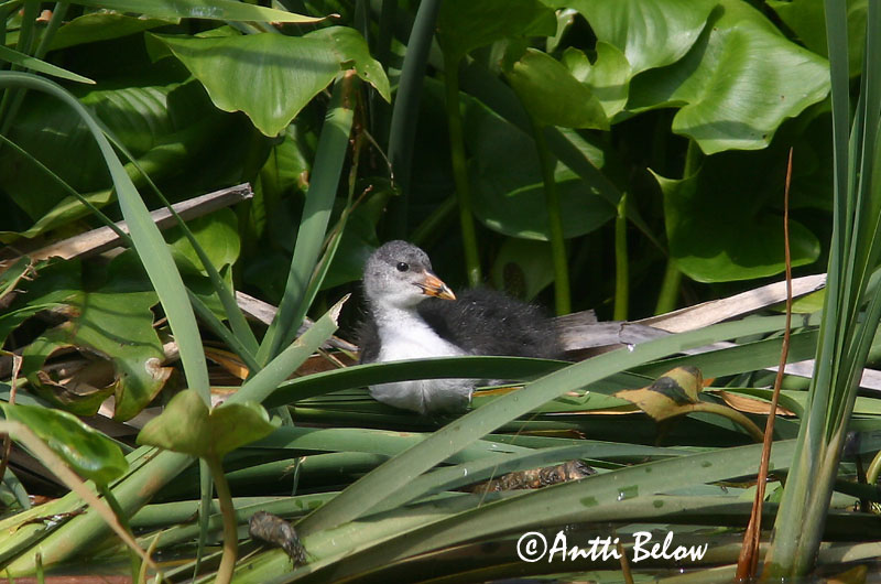 Avainsanat: Fotja Blishøne Meerkoet Eurasian Coot Lauk Nokikana Foulque macroule Bläßhuhn Szárcsa Bleshæna Sothøne Galeirão-comum Fulica atra Focha Común Sothöna