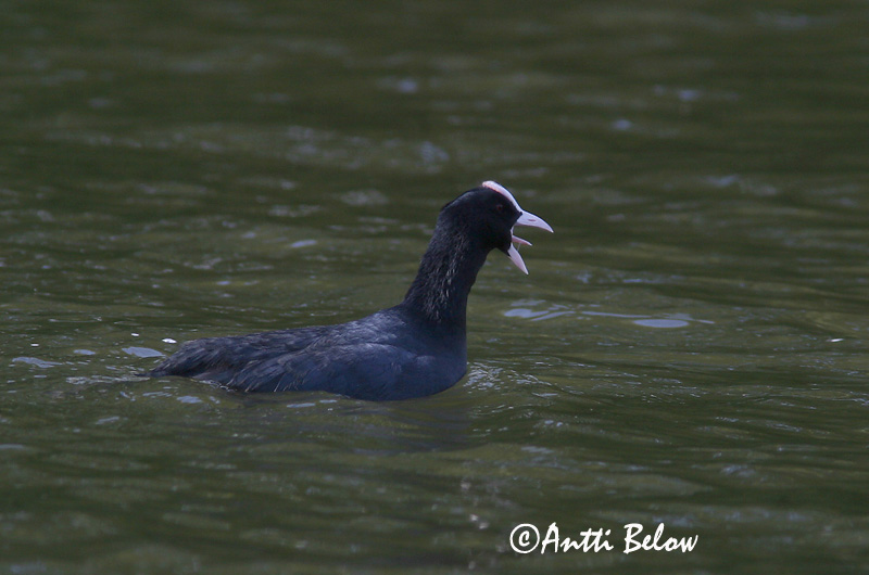 Avainsanat: Fotja Blishøne Meerkoet Eurasian Coot Lauk Nokikana Foulque macroule Bläßhuhn Szárcsa Bleshæna Sothøne Galeirão-comum Fulica atra Focha Común Sothöna