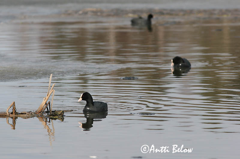 Avainsanat: Fotja Blishøne Meerkoet Eurasian Coot Lauk Nokikana Foulque macroule Bläßhuhn Szárcsa Bleshæna Sothøne Galeirão-comum Fulica atra Focha Común Sothöna