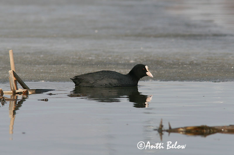 Avainsanat: Fotja Blishøne Meerkoet Eurasian Coot Lauk Nokikana Foulque macroule Bläßhuhn Szárcsa Bleshæna Sothøne Galeirão-comum Fulica atra Focha Común Sothöna