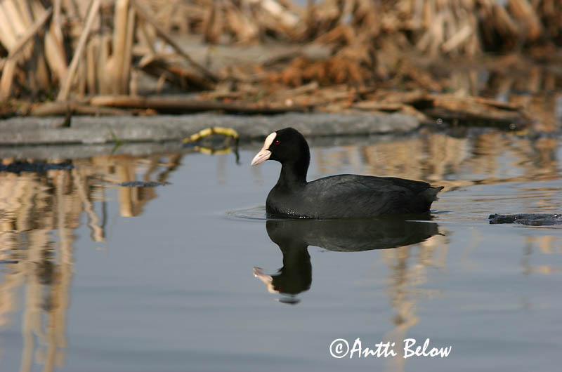 Avainsanat: Fotja Blishøne Meerkoet Eurasian Coot Lauk Nokikana Foulque macroule Bläßhuhn Szárcsa Bleshæna Sothøne Galeirão-comum Fulica atra Focha Común Sothöna