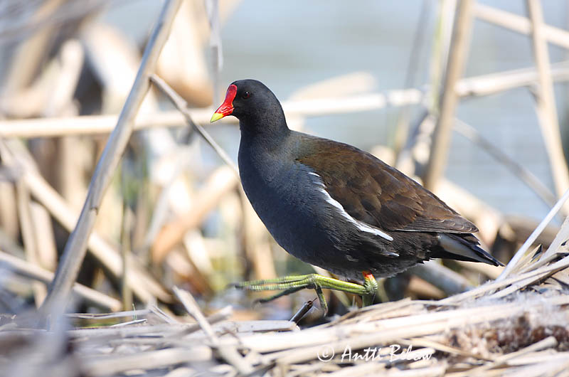 Avainsanat: Polla d'aigua Grønbenet rørhøne Waterhoen Common Moorhen Tait Liejukana Gallinule poule-d'eau Teichhuhn Vízityúk Sefhæna Gallinella d'acqua Sivhøne Galinha-d'água Gallinula chloropus Gallineta Común Rörhöna
