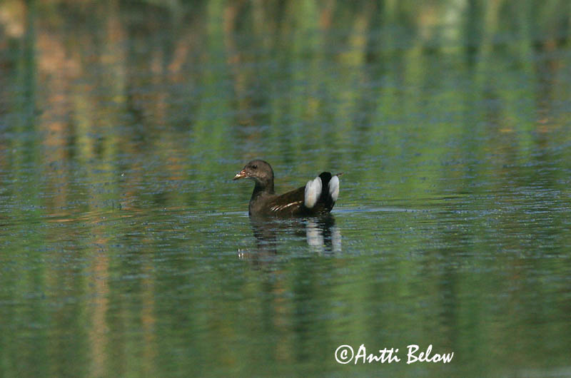 Avainsanat: Polla d'aigua Grønbenet rørhøne Waterhoen Common Moorhen Tait Liejukana Gallinule poule-d'eau Teichhuhn Vízityúk Sefhæna Gallinella d'acqua Sivhøne Galinha-d'água Gallinula chloropus Gallineta Común Rörhöna