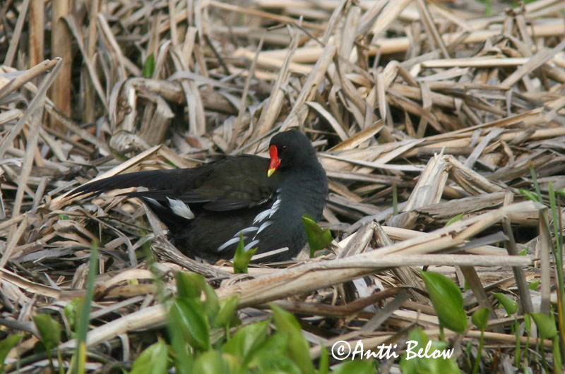 Avainsanat: Polla d'aigua Grønbenet rørhøne Waterhoen Common Moorhen Tait Liejukana Gallinule poule-d'eau Teichhuhn Vízityúk Sefhæna Gallinella d'acqua Sivhøne Galinha-d'água Gallinula chloropus Gallineta Común Rörhöna