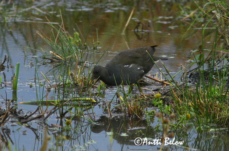 Avainsanat: Polla d'aigua Grønbenet rørhøne Waterhoen Common Moorhen Tait Liejukana Gallinule poule-d'eau Teichhuhn Vízityúk Sefhæna Gallinella d'acqua Sivhøne Galinha-d'água Gallinula chloropus Gallineta Común Rörhöna