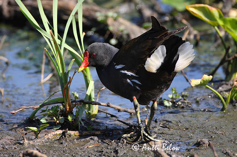 Avainsanat: Polla d'aigua Grønbenet rørhøne Waterhoen Common Moorhen Tait Liejukana Gallinule poule-d'eau Teichhuhn Vízityúk Sefhæna Gallinella d'acqua Sivhøne Galinha-d'água Gallinula chloropus Gallineta Común Rörhöna