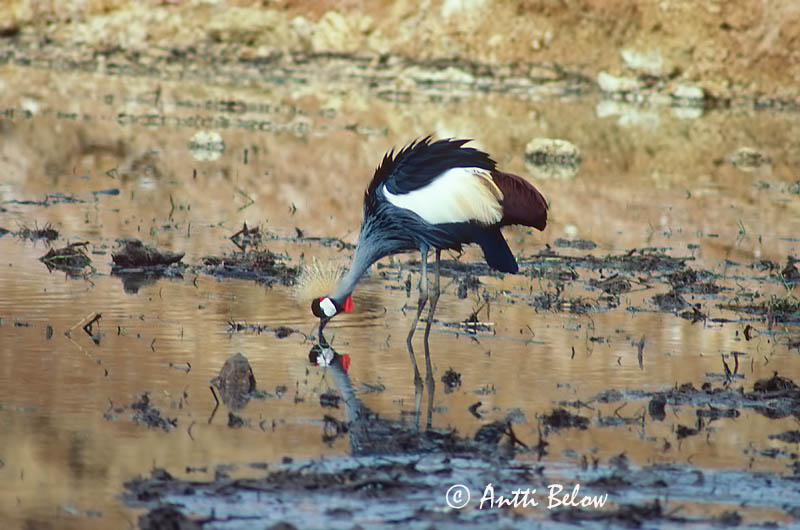Avainsanat: Grijze Kroonkraan Grey Crowned Crane Kruunukurki Grue royale Balearica regulorum