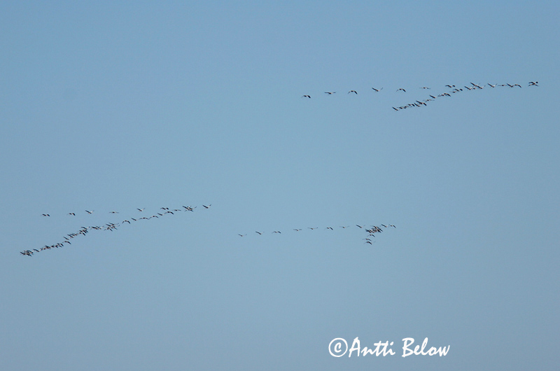 Avainsanat: Grua Trane Kraanvogel Common Crane Sookurg Kurki Grue cendrée Kranich Daru Grátrana Gru Grou-comum Grus grus Grulla Común Trana