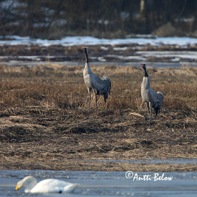 Avainsanat: Grua Trane Kraanvogel Common Crane Sookurg Kurki Grue cendrée Kranich Daru Grátrana Gru Grou-comum Grus grus Grulla Común Trana