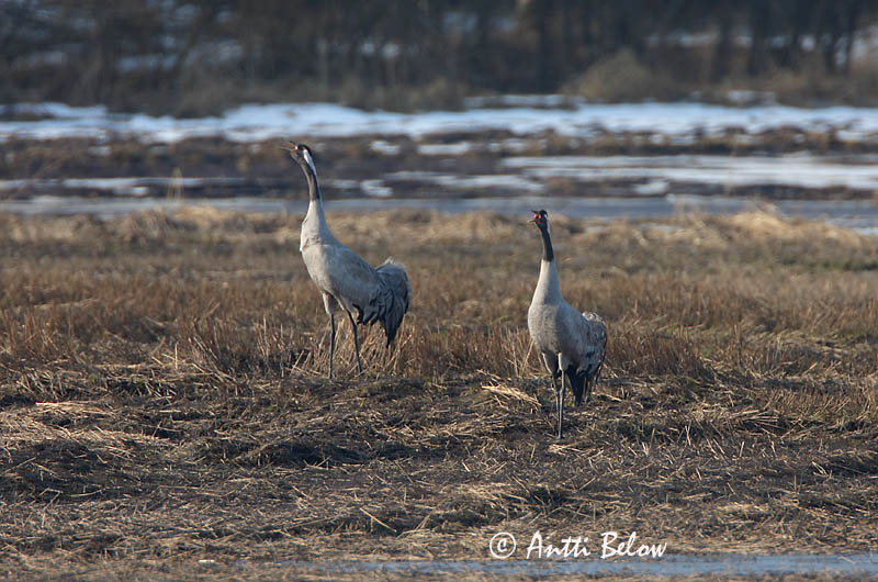 Avainsanat: Grua Trane Kraanvogel Common Crane Sookurg Kurki Grue cendrée Kranich Daru Grátrana Gru Grou-comum Grus grus Grulla Común Trana