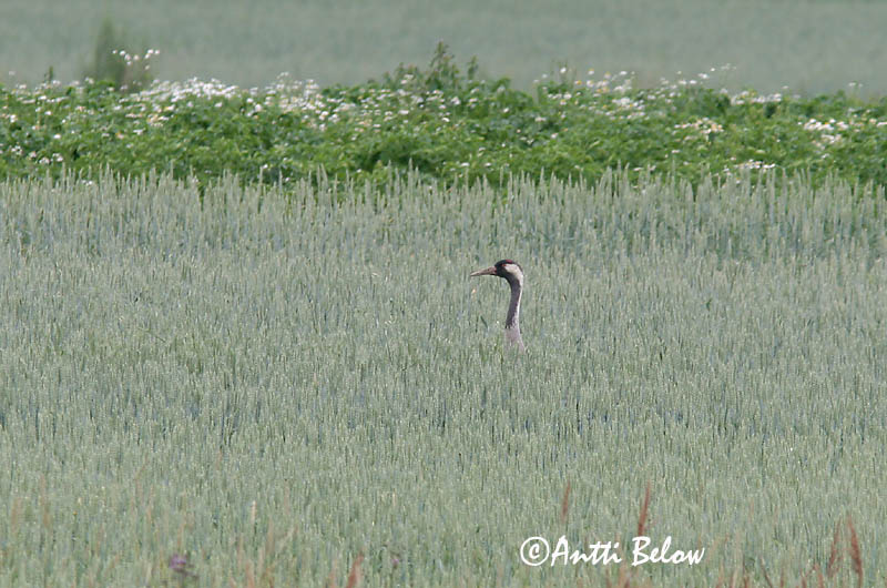 Avainsanat: Grua Trane Kraanvogel Common Crane Sookurg Kurki Grue cendrée Kranich Daru Grátrana Gru Grou-comum Grus grus Grulla Común Trana