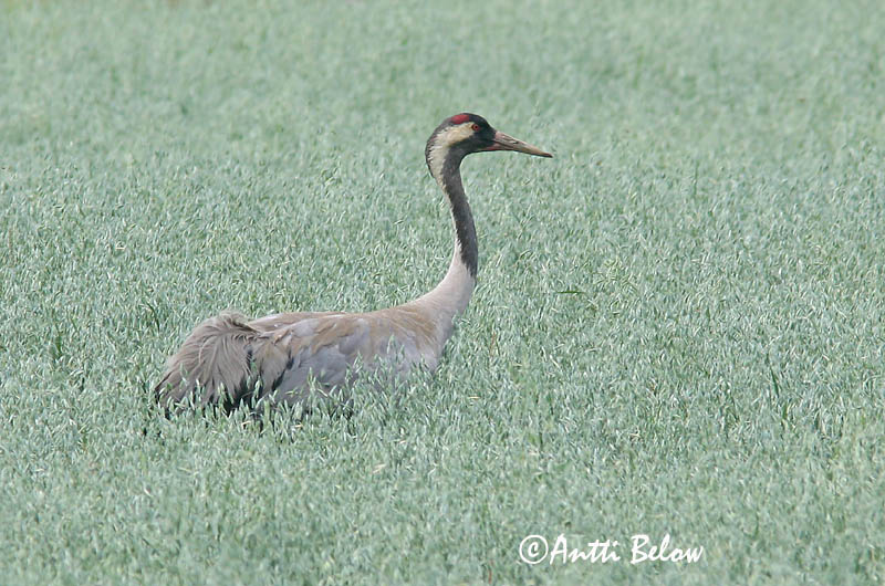 Avainsanat: Grua Trane Kraanvogel Common Crane Sookurg Kurki Grue cendrée Kranich Daru Grátrana Gru Grou-comum Grus grus Grulla Común Trana