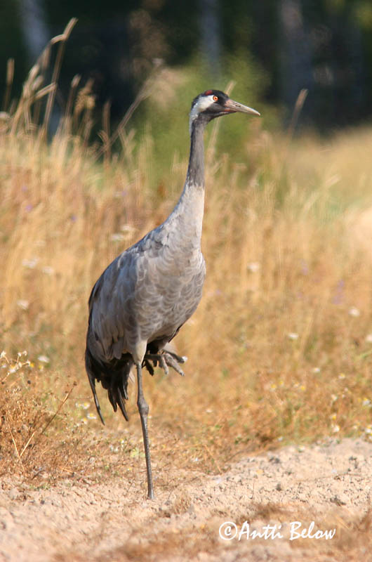 Avainsanat: Grua Trane Kraanvogel Common Crane Sookurg Kurki Grue cendrée Kranich Daru Grátrana Gru Grou-comum Grus grus Grulla Común Trana