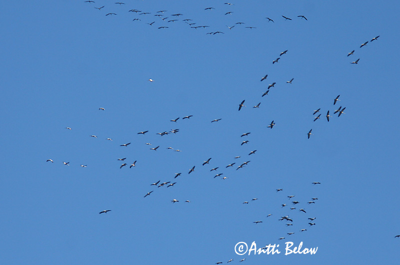 Avainsanat: Grua Trane Kraanvogel Common Crane Sookurg Kurki Grue cendrée Kranich Daru Grátrana Gru Grou-comum Grus grus Grulla Común Trana