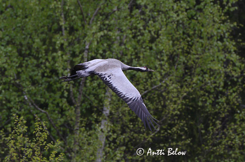 Avainsanat: Grua Trane Kraanvogel Common Crane Sookurg Kurki Grue cendrée Kranich Daru Grátrana Gru Grou-comum Grus grus Grulla Común Trana