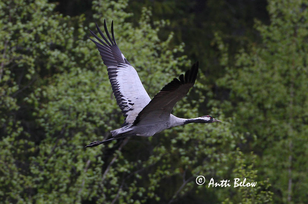 Avainsanat: Grua Trane Kraanvogel Common Crane Sookurg Kurki Grue cendrée Kranich Daru Grátrana Gru Grou-comum Grus grus Grulla Común Trana