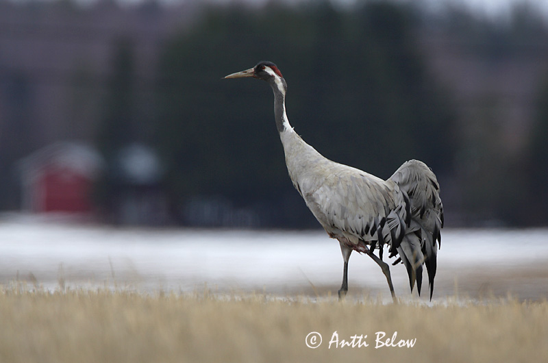 Avainsanat: Grua Trane Kraanvogel Common Crane Sookurg Kurki Grue cendrée Kranich Daru Grátrana Gru Grou-comum Grus grus Grulla Común Trana