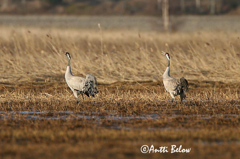 Avainsanat: Grua Trane Kraanvogel Common Crane Sookurg Kurki Grue cendrée Kranich Daru Grátrana Gru Grou-comum Grus grus Grulla Común Trana