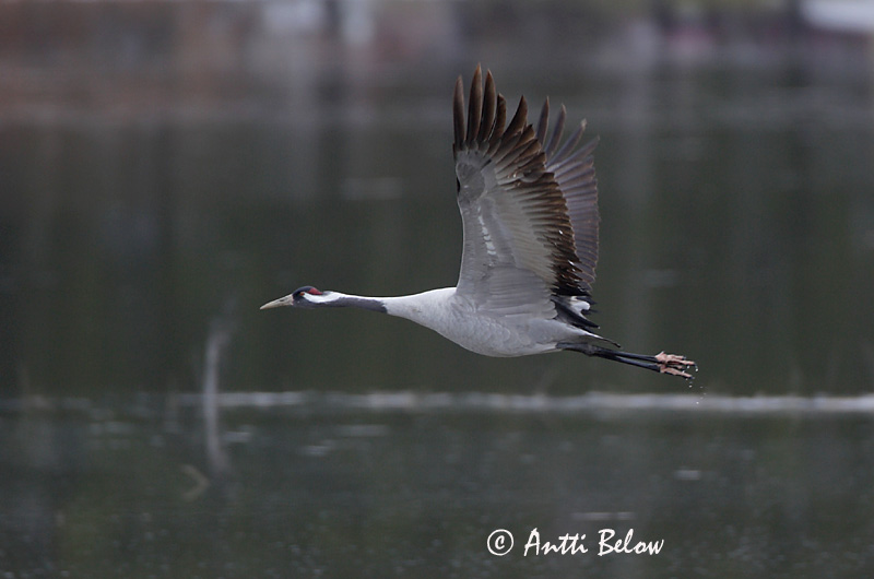 Avainsanat: Grua Trane Kraanvogel Common Crane Sookurg Kurki Grue cendrée Kranich Daru Grátrana Gru Grou-comum Grus grus Grulla Común Trana