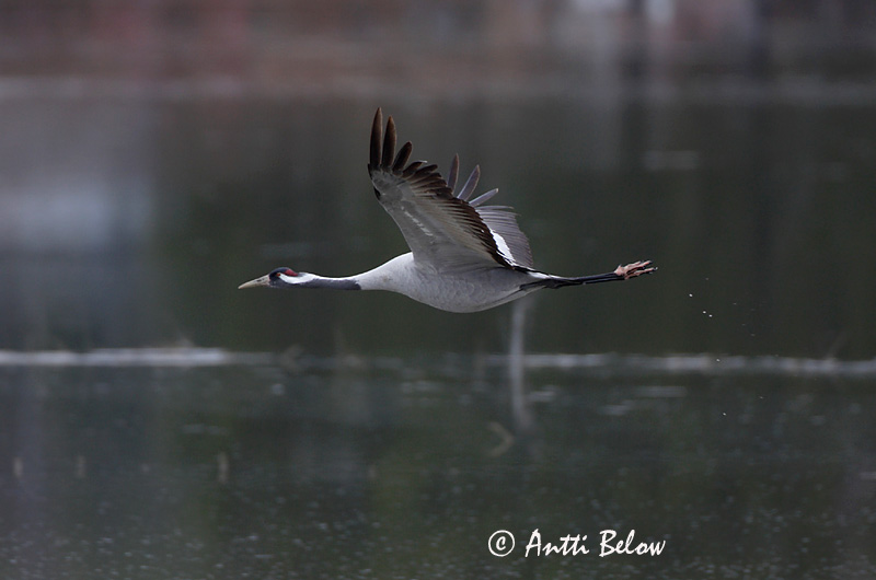 Avainsanat: Grua Trane Kraanvogel Common Crane Sookurg Kurki Grue cendrée Kranich Daru Grátrana Gru Grou-comum Grus grus Grulla Común Trana