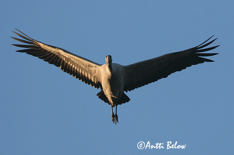 Avainsanat: Grua Trane Kraanvogel Common Crane Sookurg Kurki Grue cendrée Kranich Daru Grátrana Gru Grou-comum Grus grus Grulla Común Trana