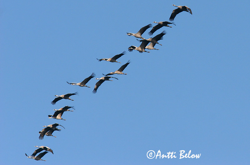 Avainsanat: Grua Trane Kraanvogel Common Crane Sookurg Kurki Grue cendrée Kranich Daru Grátrana Gru Grou-comum Grus grus Grulla Común Trana