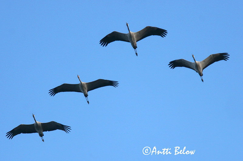 Avainsanat: Grua Trane Kraanvogel Common Crane Sookurg Kurki Grue cendrée Kranich Daru Grátrana Gru Grou-comum Grus grus Grulla Común Trana