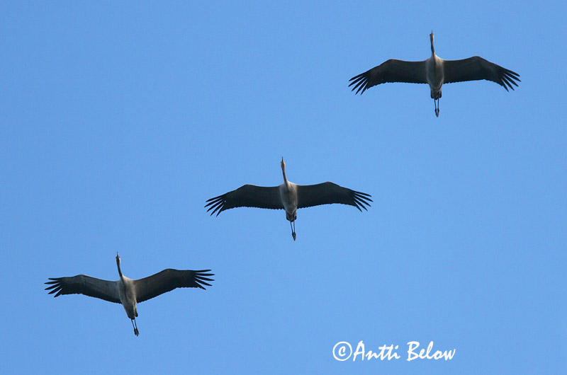 Avainsanat: Grua Trane Kraanvogel Common Crane Sookurg Kurki Grue cendrée Kranich Daru Grátrana Gru Grou-comum Grus grus Grulla Común Trana