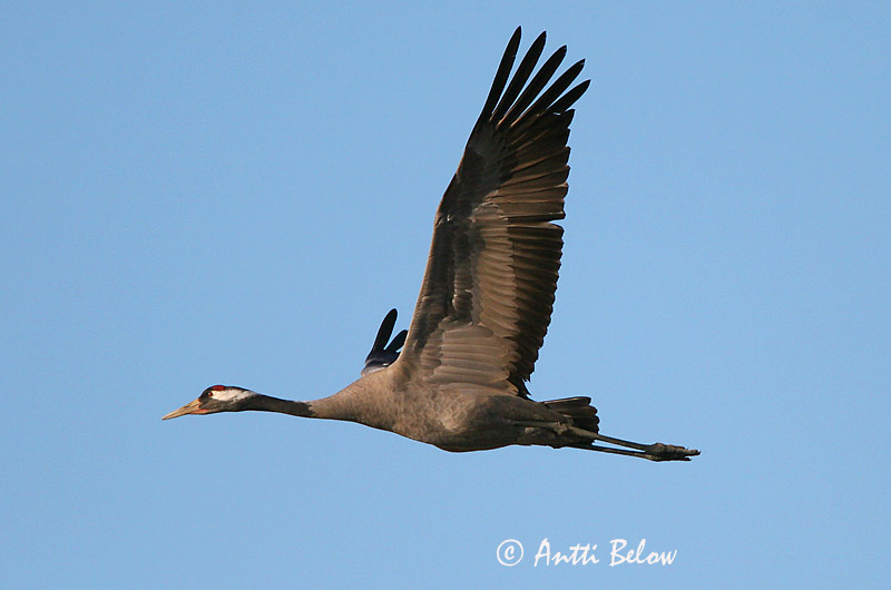 Avainsanat: Grua Trane Kraanvogel Common Crane Sookurg Kurki Grue cendrée Kranich Daru Grátrana Gru Grou-comum Grus grus Grulla Común Trana