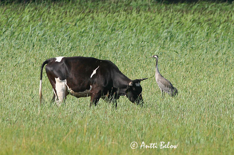 Avainsanat: Grua Trane Kraanvogel Common Crane Sookurg Kurki Grue cendrée Kranich Daru Grátrana Gru Grou-comum Grus grus Grulla Común Trana