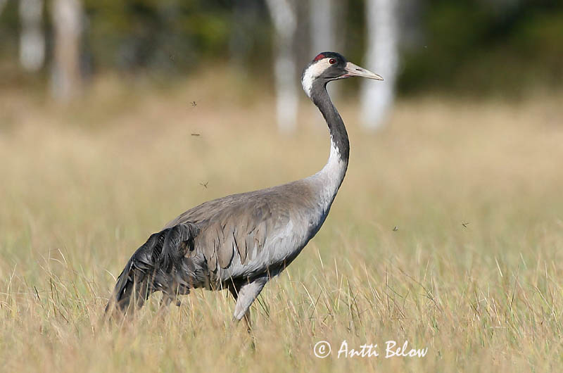 Avainsanat: Grua Trane Kraanvogel Common Crane Sookurg Kurki Grue cendrée Kranich Daru Grátrana Gru Grou-comum Grus grus Grulla Común Trana