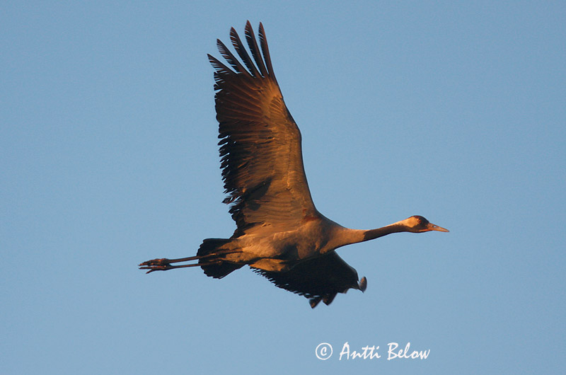 Avainsanat: Grua Trane Kraanvogel Common Crane Sookurg Kurki Grue cendrée Kranich Daru Grátrana Gru Grou-comum Grus grus Grulla Común Trana