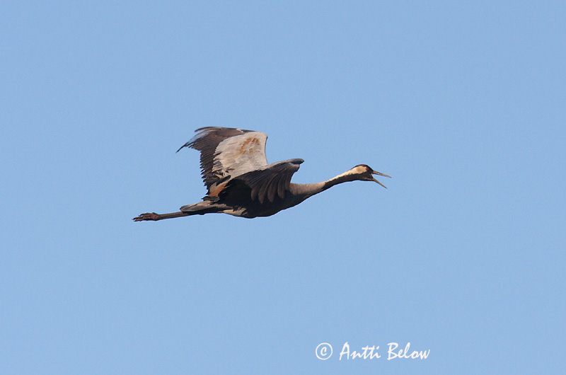 Avainsanat: Grua Trane Kraanvogel Common Crane Sookurg Kurki Grue cendrée Kranich Daru Grátrana Gru Grou-comum Grus grus Grulla Común Trana