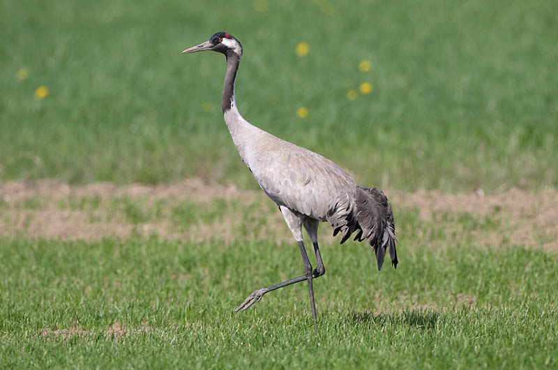 Avainsanat: Grua Trane Kraanvogel Common Crane Sookurg Kurki Grue cendrée Kranich Daru Grátrana Gru Grou-comum Grus grus Grulla Común Trana