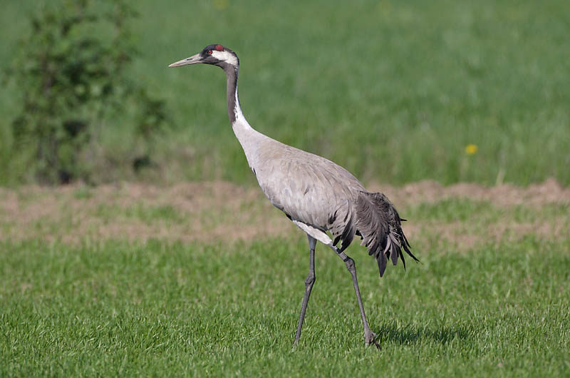 Avainsanat: Grua Trane Kraanvogel Common Crane Sookurg Kurki Grue cendrée Kranich Daru Grátrana Gru Grou-comum Grus grus Grulla Común Trana