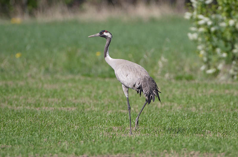 Avainsanat: Grua Trane Kraanvogel Common Crane Sookurg Kurki Grue cendrée Kranich Daru Grátrana Gru Grou-comum Grus grus Grulla Común Trana