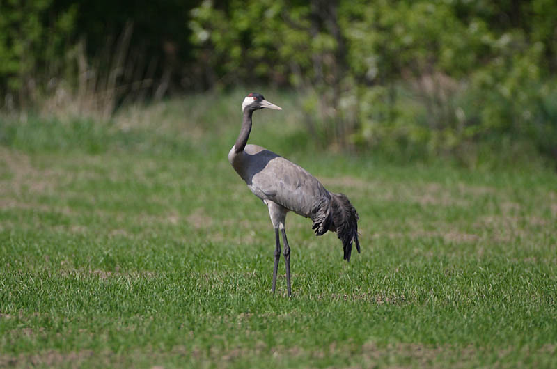 Avainsanat: Grua Trane Kraanvogel Common Crane Sookurg Kurki Grue cendrée Kranich Daru Grátrana Gru Grou-comum Grus grus Grulla Común Trana