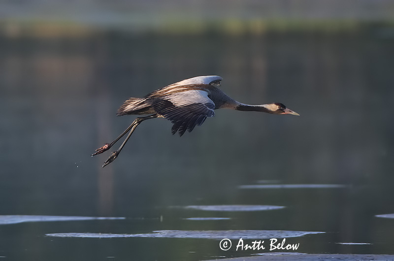Avainsanat: Grua Trane Kraanvogel Common Crane Sookurg Kurki Grue cendrée Kranich Daru Grátrana Gru Grou-comum Grus grus Grulla Común Trana