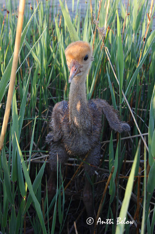 Avainsanat: Grua Trane Kraanvogel Common Crane Sookurg Kurki Grue cendrée Kranich Daru Grátrana Gru Grou-comum Grus grus Grulla Común Trana